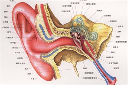 医生提醒:外耳道炎危害不小需引起患者的高度重视
